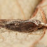 Acleris cristana - Obaľovač lipový 22-01-23