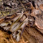 Actinotia polyodon - Sivkavec kozinkový 152627
