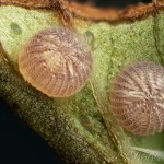 Actinotia polyodon - Sivkavec kozinkový 18-08-07v