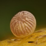 Actinotia polyodon - Sivkavec kozinkový 18-46-05v