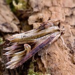 Actinotia polyodon - Sivkavec kozinkový 183059