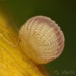Actinotia polyodon - Sivkavec kozinkový 19-06-31v
