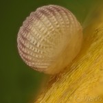 Actinotia polyodon - Sivkavec kozinkový 19-12-13v