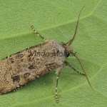 Agrotis segetum - Siatica oziminová 082444