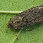 Agrotis segetum - Siatica oziminová 105329