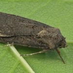 Agrotis segetum - Siatica oziminová 105905