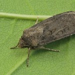 Agrotis segetum - Siatica oziminová 112130