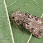 Agrotis segetum - Siatica oziminová 112313