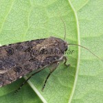 Agrotis segetum - Siatica oziminová 115024