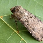 Agrotis segetum - Siatica oziminová 143801