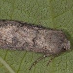 Agrotis segetum - Siatica oziminová 15-58-12