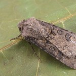 Agrotis segetum - Siatica oziminová 181753