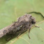 Agrotis segetum - Siatica oziminová 182204