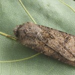 Agrotis segetum - Siatica oziminová 185420