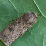 Agrotis segetum - Siatica oziminová 195812