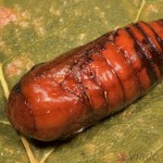 Agrotis segetum - Siatica oziminová 21-28-30