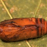 Agrotis segetum - Siatica oziminová 21-29-16