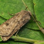 Agrotis segetum - Siatica oziminová 211159