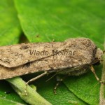 Agrotis segetum - Siatica oziminová 212141