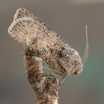 Agrotis segetum - Siatica oziminová 214723