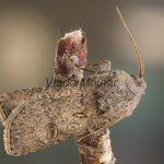 Agrotis segetum - Siatica oziminová 215436