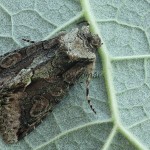 Noctuidae