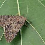 Anarta trifoli - Mora ďatelinová 185535