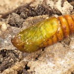 Anarta trifolii - Mora ďatelinová 17-36-17