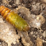 Anarta trifolii - Mora ďatelinová 17-43-12