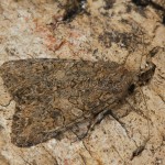 Anarta trifolii - Mora ďatelinová 19-18-28