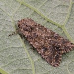 Anarta trifolii - Mora ďatelinová 200918