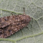 Anarta trifolii - Mora ďatelinová 201547