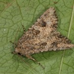 Anarta trifolii - Mora ďatelinová 21-07-33