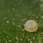  Anarta trifolii - Mora ďatelinová 21-18-16.jpg