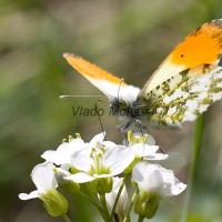 Anthocharis cardamines - Mlynárik žeruchový IMG_0919