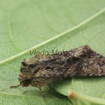 Apamea monoglypha cf - Sivkavec trávový 155308