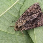 Apamea monoglypha cf - Sivkavec trávový 204736