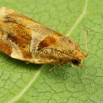 Archips xylosteana - Obaľovač drevinový 180708