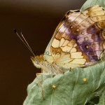 Heliconiinae