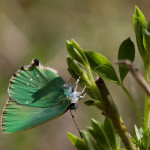 Callophrys rubi - Ostrôžkár černicový IMG_0458