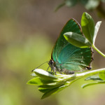 Callophrys rubi - Ostrôžkár černicový IMG_0467