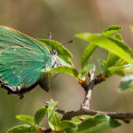 Callophrys rubi - Ostrôžkár černicový IMG_0476