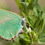 Callophrys rubi - Ostrôžkár černicový IMG_0497