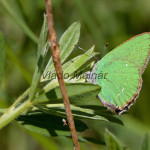 Callophrys rubi - Ostrôžkár černicový IMG_9450