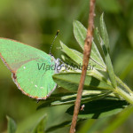 Callophrys rubi - Ostrôžkár černicový IMG_9452