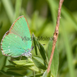 Callophrys rubi - Ostrôžkár černicový IMG_9454