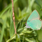 Callophrys rubi - Ostrôžkár černicový IMG_9457