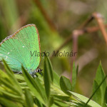 Callophrys rubi - Ostrôžkár černicový IMG_9459