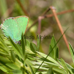 Callophrys rubi - Ostrôžkár černicový IMG_9460