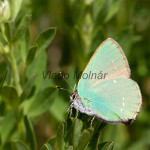 Callophrys rubi - Ostrôžkár černicový IMG_9464